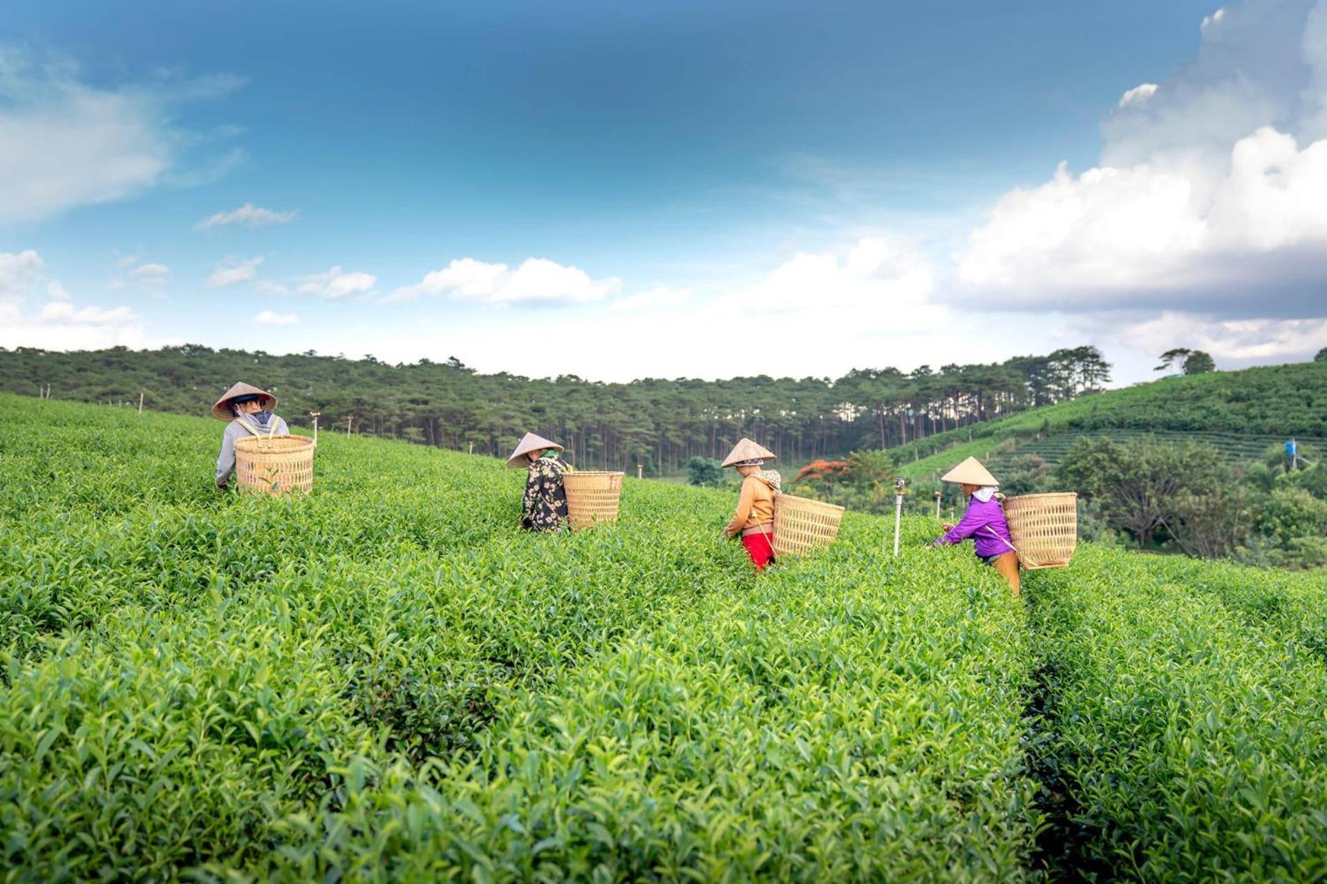 Arya Treetops And Tea Trails By Veo - Part Of Stayvista Darjeeling  Exterior foto